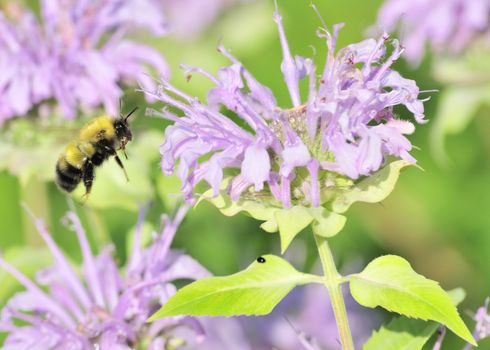 A bumble bee in flight beside a flower.