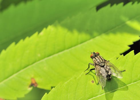 A tachinid fly perched on a green leaf.