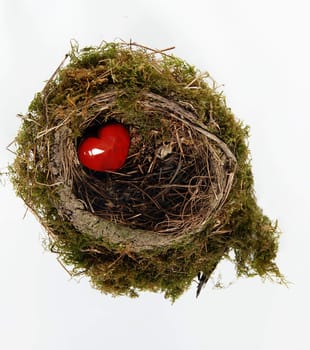 red heart in birds nest isolated over white