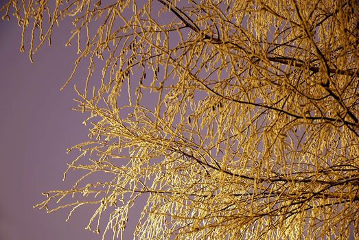 Winter birch branch illuminated by street light