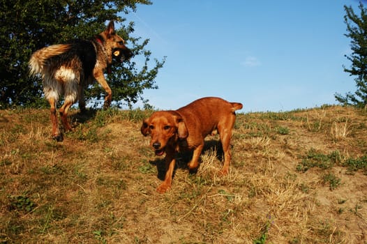 Two young dogs playing on the hill