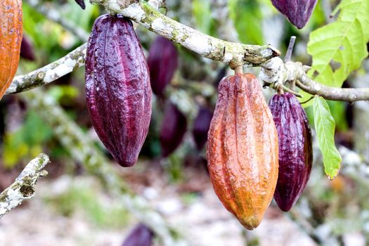 Image of cocoa pods at a plantation in Malaysia.