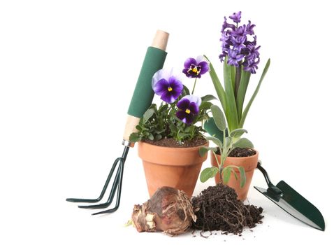 Potted New Plantings Celebrating Springtime Gardening on White Background