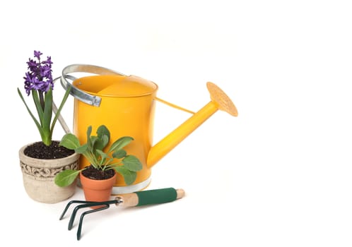 Fresh Potted Springtime Plants With Yellow Watering Can on White Background