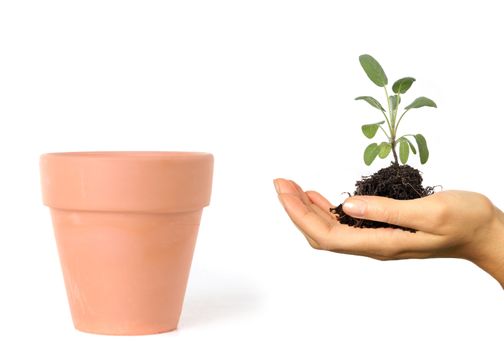 Woman Holding Seedling and Roots Preparing to Plant in a Clay Pot