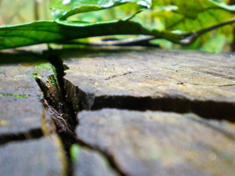 Cracked tree trunk in the forest with green leaf