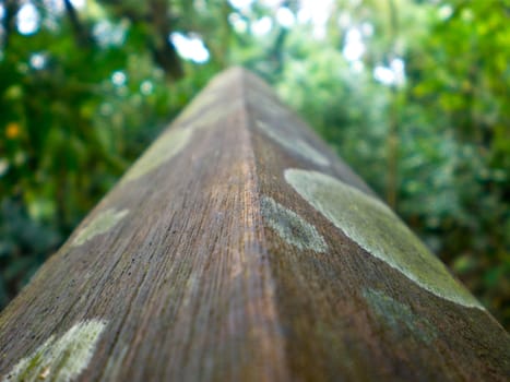 wood with green fungus in a forest