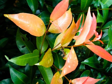 Red and green leaves in a garden