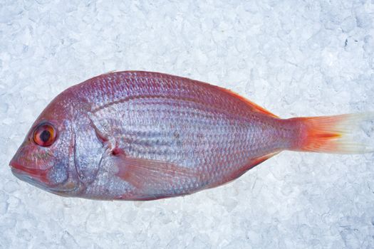 single raw gilthead fish on crushed ice