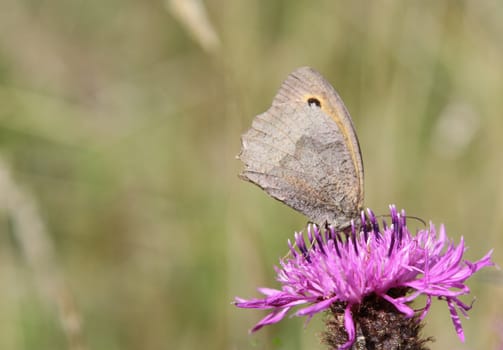 Meadow brown butterfly, Maniola jurtina, on knapweed flower, Centaurea.