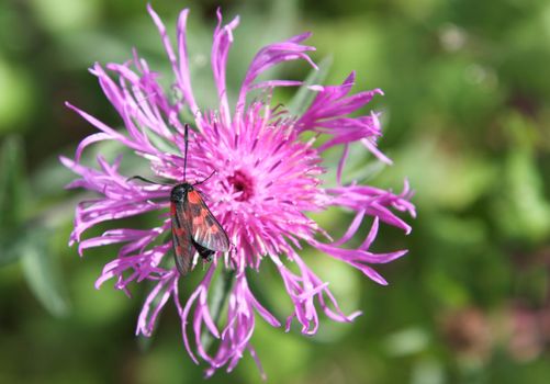 Six-spot burnet, Zygaena filipendulae, on knapweed flower, Centaurea.