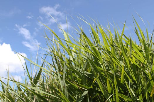 Green leaves of marsh grasses against a clean blue sky with clouds.