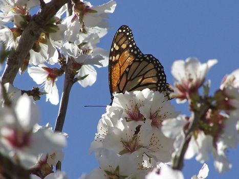 A butterfly lands on some blossom