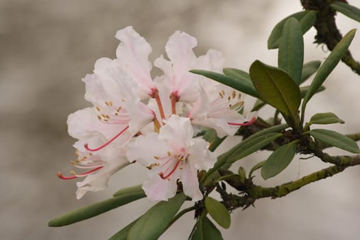 Flowers of japanese azalea in spring at the waterside in the early morning