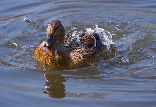 Mallard jumping and splashing in the fresh water