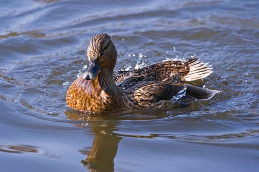 Mallard jumping and splashing in the fresh water