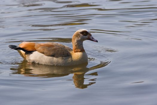 These ducks are found mostly in the Nile Valley and south of the Sahara