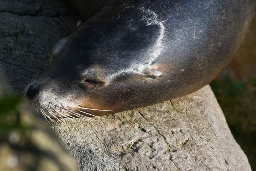 A sea lion is resting in the sun after swimming anf playing