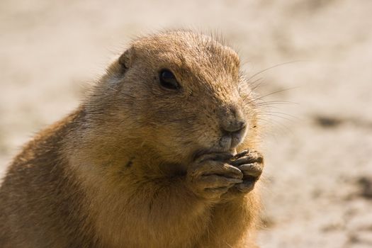 small, burrowing rodents native to the grasslands of North America.