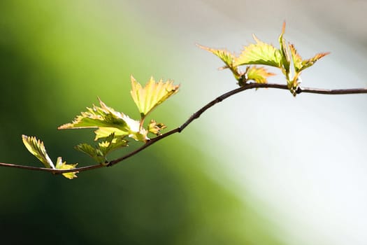 Isolated branch and leaves with aquareleffect