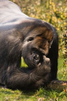 Big male silverback gorilla looking and thinking