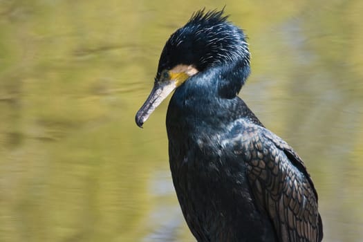 This Great Cormorant is sitting in the sun after fishing and swimming