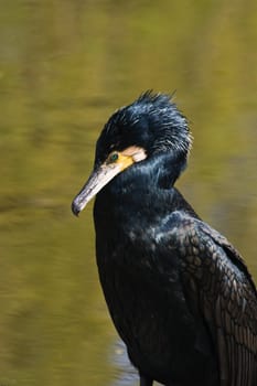 This Great Cormorant is sitting in the sun after fishing and swimming