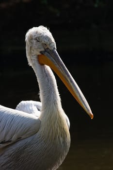 Large water bird with a distinctive pouch under the beak