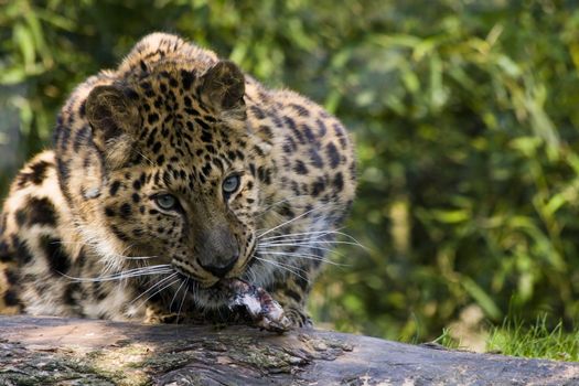 Male amoerpanther is eating his meal sitting in the sun