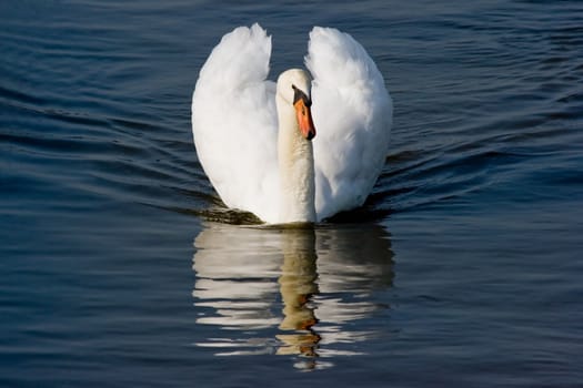 White swan with reflection in the water on a beautiful morning