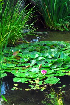 Lanscape pond with aquatic plants and water lilies