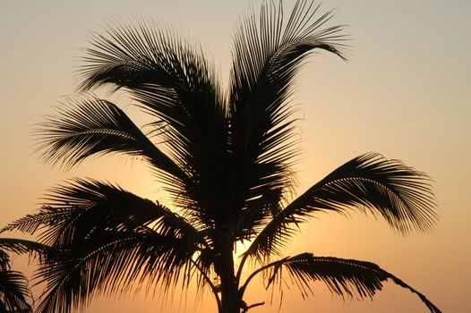 Palm silhouette during the sunset on beach in Puerto Escondido, Mexico