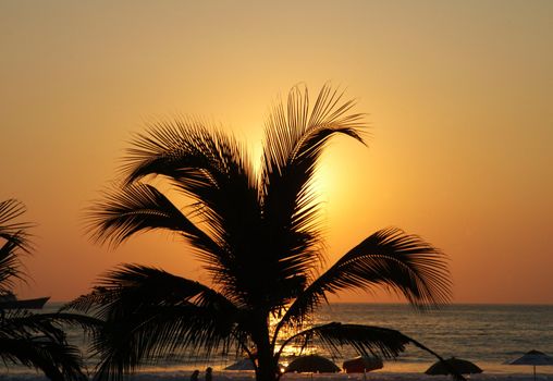 Palm silhouette during the sunset on beach in Puerto Escondido, Mexico