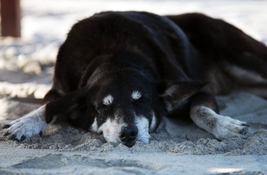 Dog sleeping on beach in Puerto Escondido, Mexico
