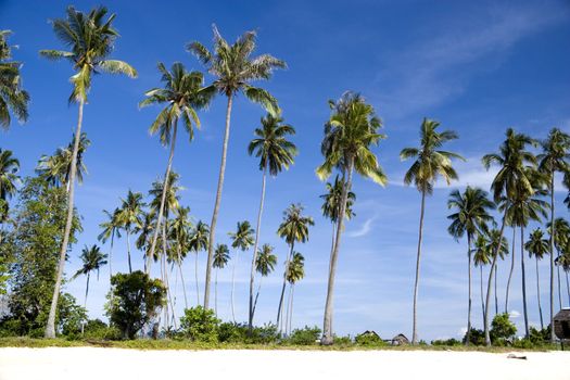 Image of coconut trees on an island in Malaysia.