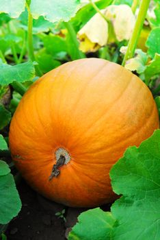 Big pumpkin growing on a pumpkin patch