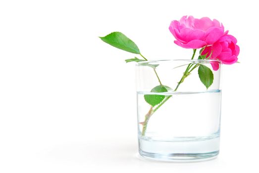 Rosehip flower in a glass of clear water, purity or freshness concept