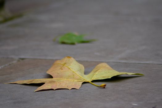 Single orange leaf on pavement