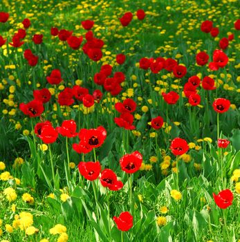 Red tulips and yellow dandelions blooming in a spring field