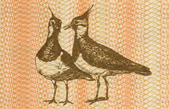 Pair of eurasian lapwings on 1 talonas banknote from Lithuania