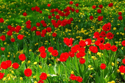 Red tulips and yellow dandelions blooming in a spring field