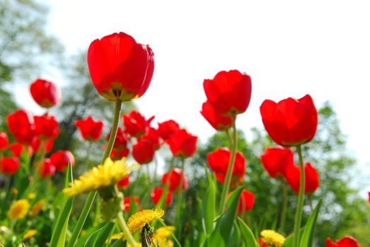 Red tulips and yellow dandelions blooming in a spring field, white background