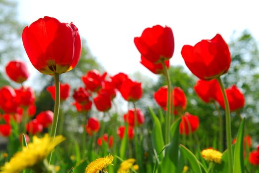 Red tulips and yellow dandelions flowers blooming in a spring field