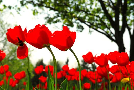 Red tulips flowers blooming in a spring field, tree in the background