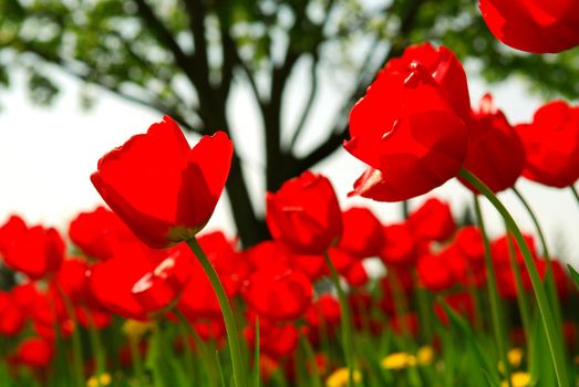 Red tulips flowers blooming in a spring field