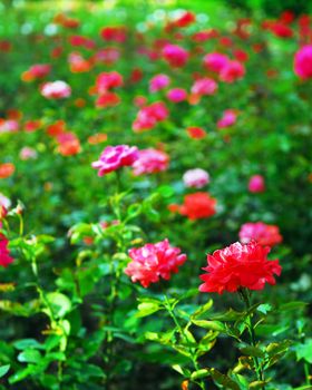 Background of blooming field of various roses
