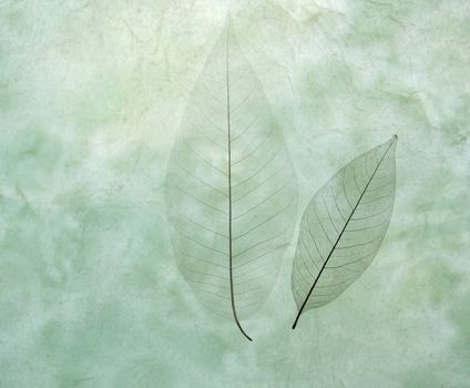 two skeletonized leaves on a textured green background
