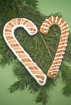 Candy cane cookies with fir branch isolated on green paper