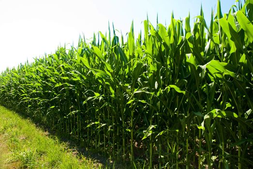 Perspective low view of a corn field on a sunny day.