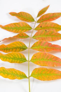 Closeup of single branch with leaves mid changing colors